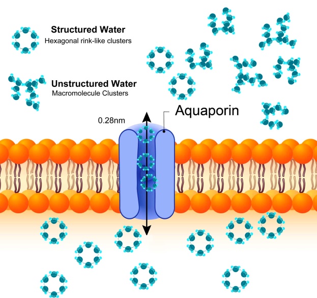 AquaHex Hexagonal Water